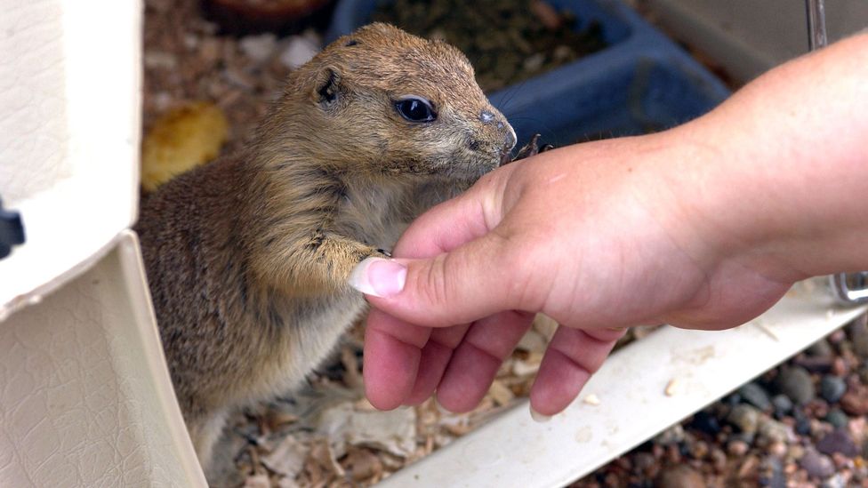 Infected prairie dogs housed with animals imported from Ghana were thought to be the source of an outbreak in the US 2003 (Credit: Mike Roemer/Getty Images)