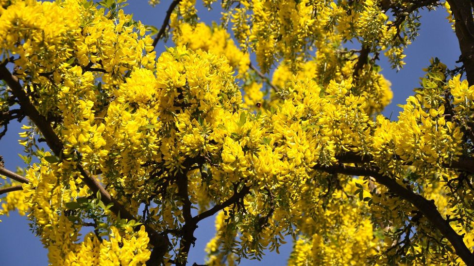 Many people have the laburnum tree around their homes because of their beautiful yellow flowers, but they contain a poison called cytisine (Image: crix/Getty)