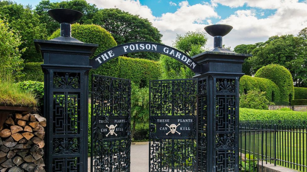 Established in 2005, the Poison Garden at the Alnwick Garden in Northumberland, England, is home to many toxic plants (Image credit: Design Pics Inc/Alamy)
