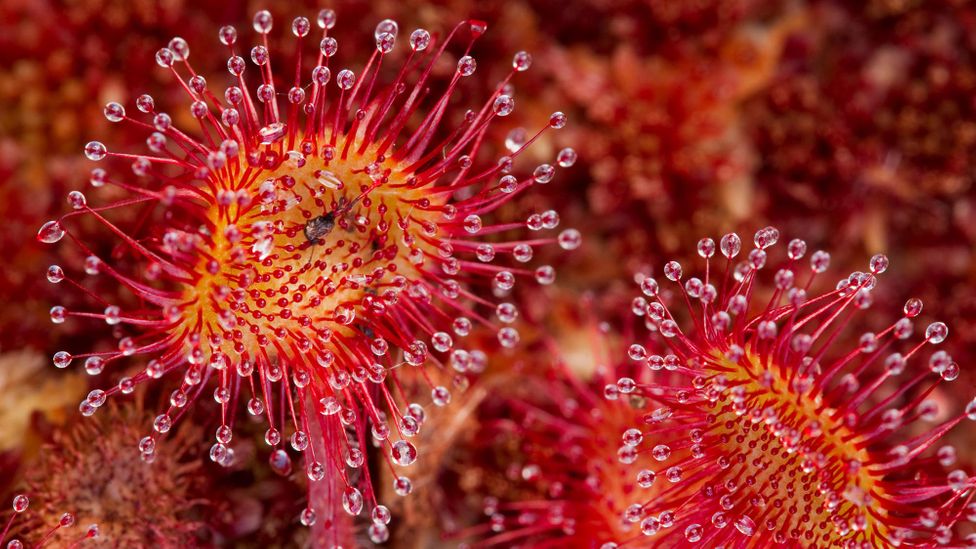 The peat bogs of Flow Country are full of unusual plants specialised to the region's cool, wet conditions (Credit: Alamy)