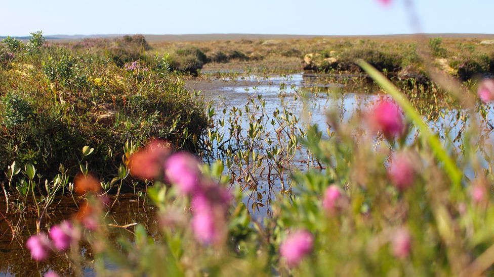 Peat bogs have had a bad name through much of history, but they are a rich ecosystem brimming with biodiversity (Credit: Martha Henriques)