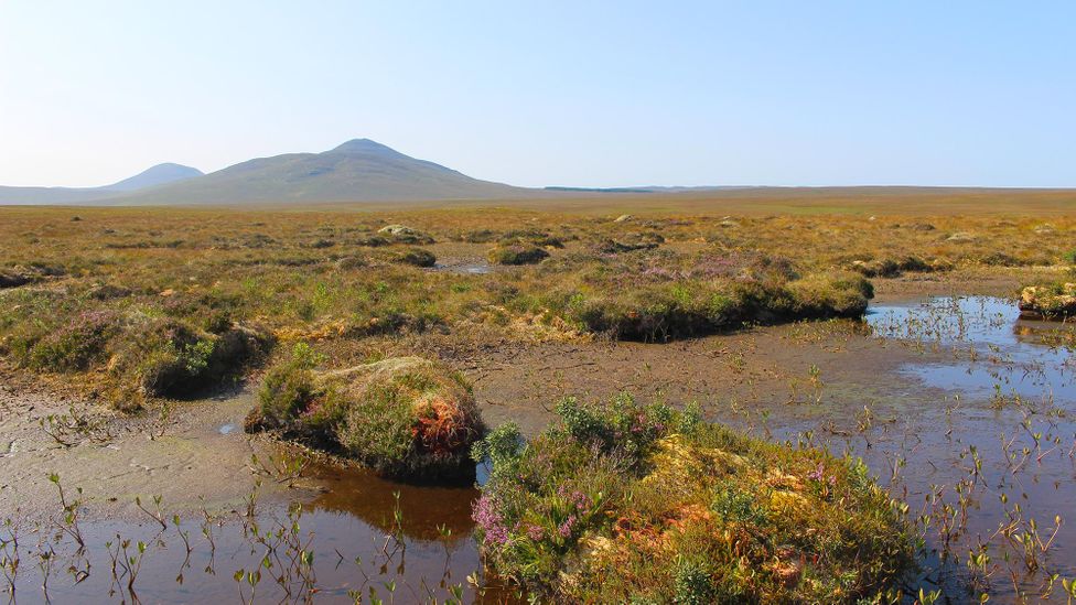 A bog in good condition is a reliable sink of carbon, sequestering carbon for as long as the bog remains healthy and wet (Credit: Martha Henriques)