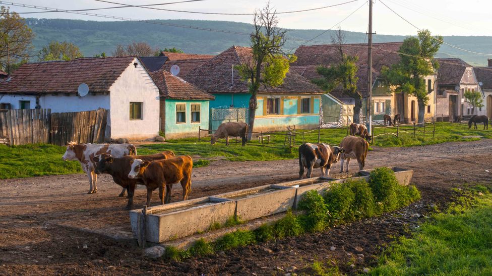 Viscri and other Saxon villages in Târnava Mare have barely changed in centuries (Credit: Hans-Joachim Aubert/Alamy)
