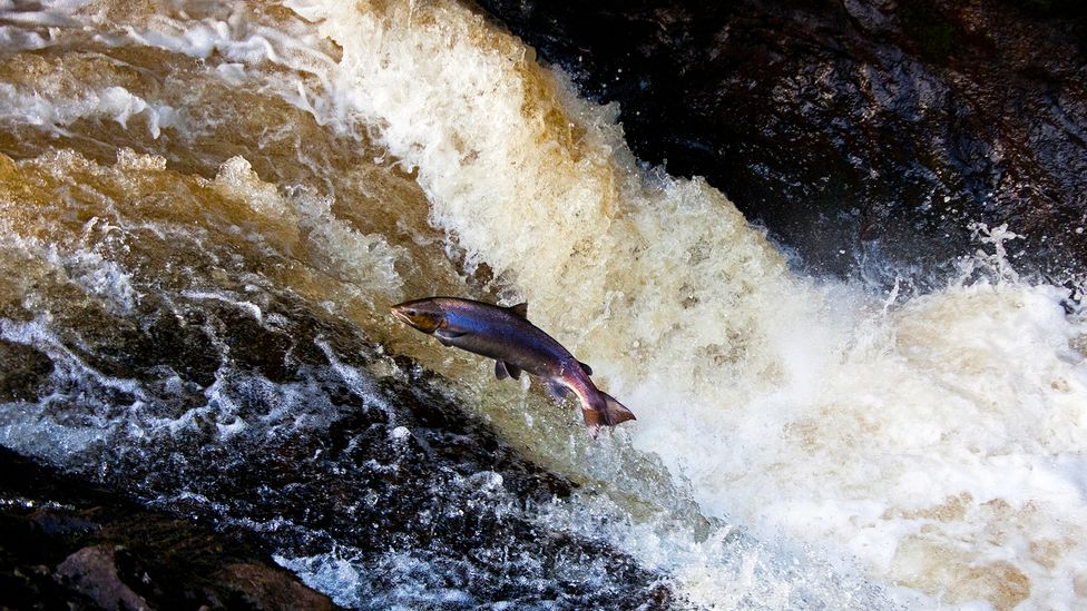 The arduous journey up river from the ocean takes such a toll on the salmon that make it that they die shortly after spawning (Credit: Arch White/Alamy)