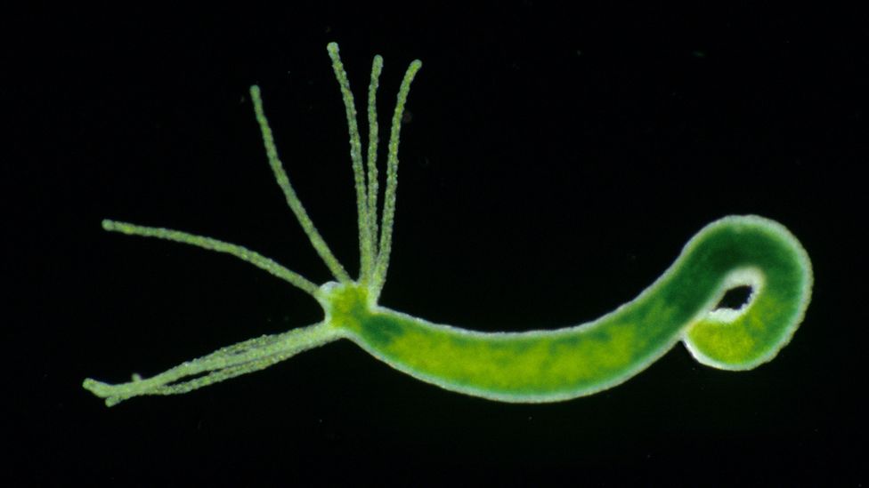 Named after the Ancient Greek mythological serpent, the freshwater hydra has a remarkable ability to regenerate (Credit: Natural Visions/Alamy)