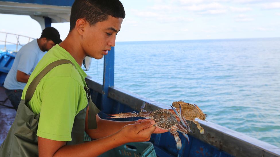 The blue crab is native to warmer shores, but its population has exploded in the Mediterranean in recent years (Credit: Getty Images)