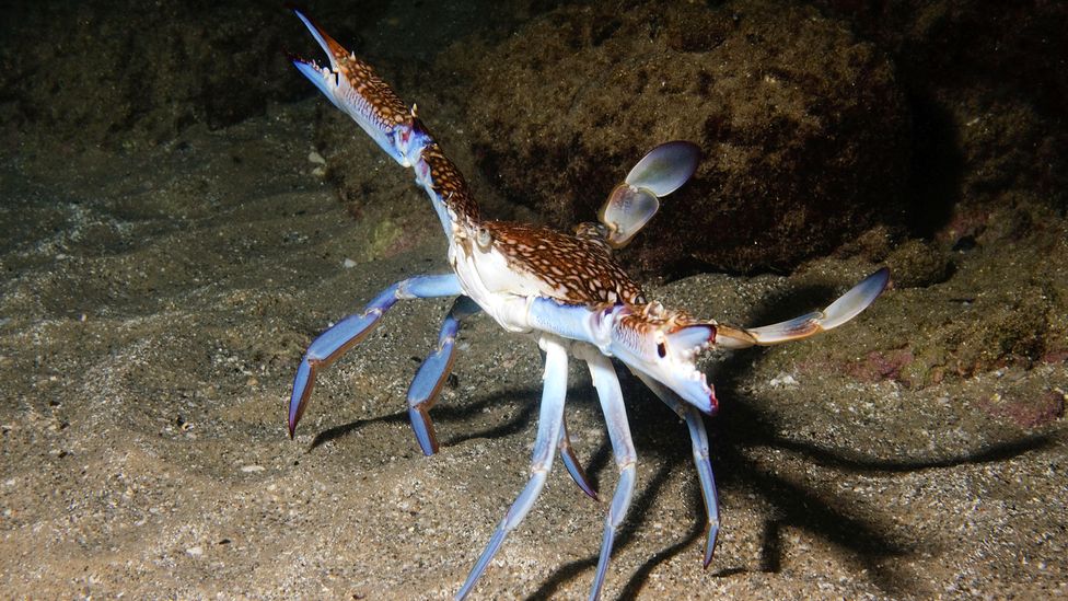 The blue crab is a resilient species prized in many parts of the world – as it now is in Tunisian fisheries too (Credit: Alamy)