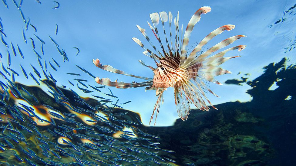 The lionfish is native to the Pacific Ocean, but this vigorous fish has become invasive in many parts of the world (Credit: Alamy)