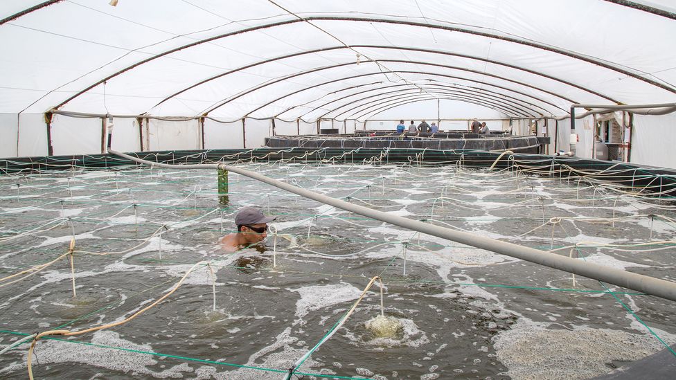 Seafood includes around 2,500 different species produced by farming and capture fisheries (Credit: Manuel Medir/ Getty Images)