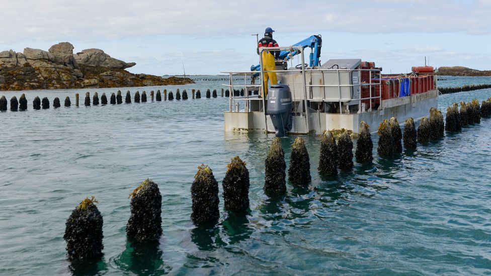 Farmed mussels are an incredibly sustainable source of seafood - they're low-carbon and don't use up fresh water or land (Credit: Leligny JM / Getty Images)