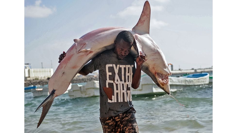 Bycatch of sharks and dolphins is minimal in pole and line fisheries (Credit: Mohamed Abdiwahab / Getty Images)