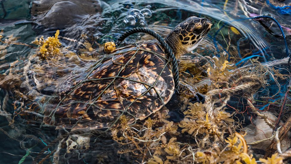 Trawling and other intensive fishing methods can trap and kill marine animals such as sea turtles (Credit Ulet Ifansasti/Getty Images)