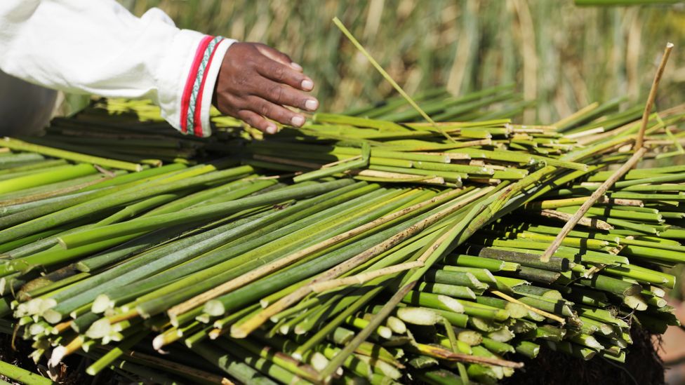 Remarkably strong and pliable, totora is the lifeblood of the Uros community (Credit: Temmuzcan/Getty Images)