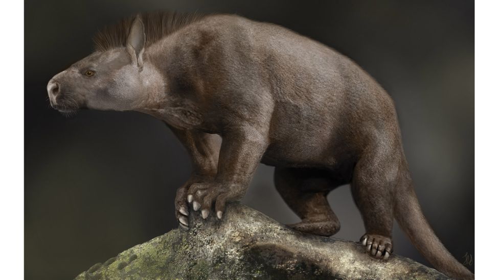 Periptychus, which may be related to living pigs, cows and sheep, was part of a group that grew large and brawny after the end of the dinosaurs (Credit: Sarah Shelley)