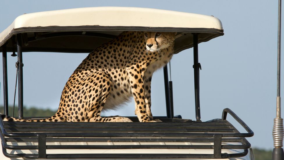 Back in the 1980s, Heeney identified a coronavirus that had jumped from domestic cats into cheetahs (Credit: Alamy)