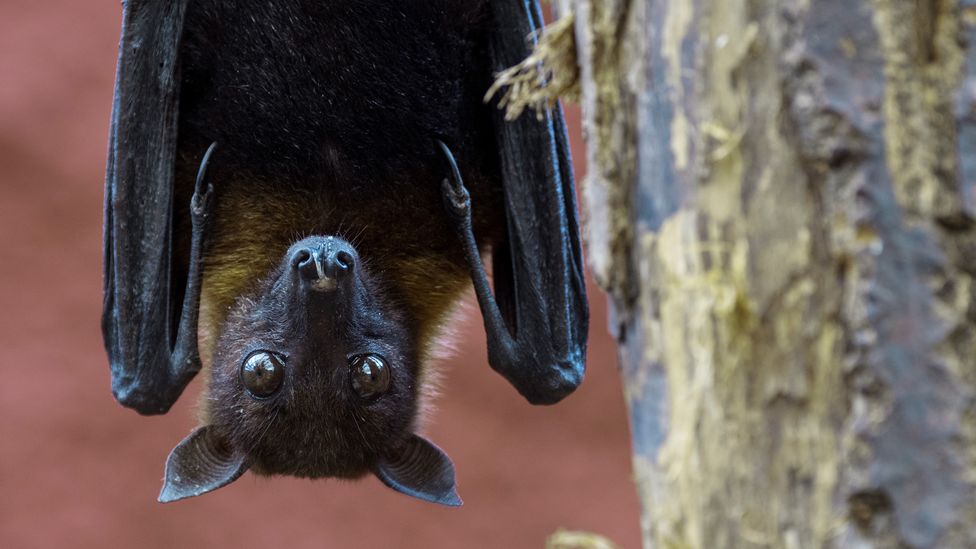 There are currently seven coronaviruses known to infect humans, and many more have been identified in other animals such as bats (Credit: Getty Images)