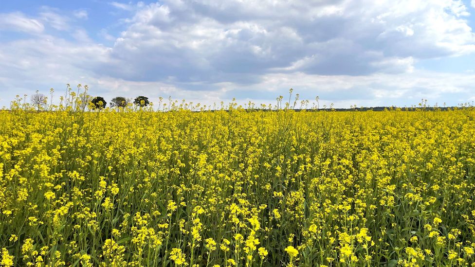 Historically, mustard seeds have been co-planted with Burgundy's renowned grapevines (Credit: Reine de Dijon)