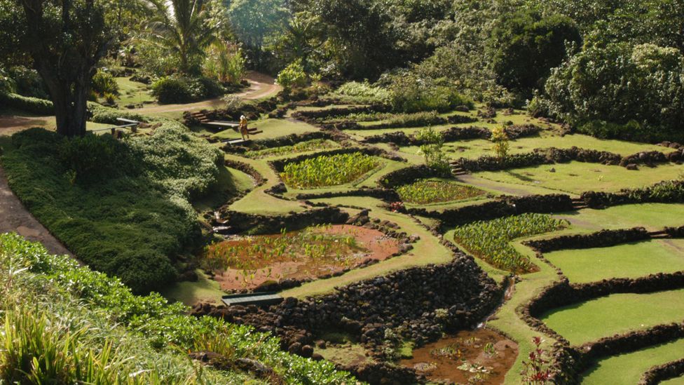 Limahuli Garden & Preserve restaurou 600 acres de terraços agrícolas (Crédito: Joel Zatz/Alamy)