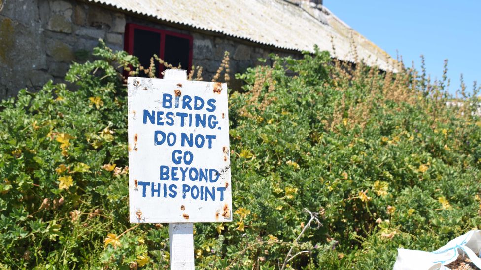 Visitors are advised to keep clear of nesting sites and refrain from feeding or touching the local wildlife (Credit: Daniel Stables)