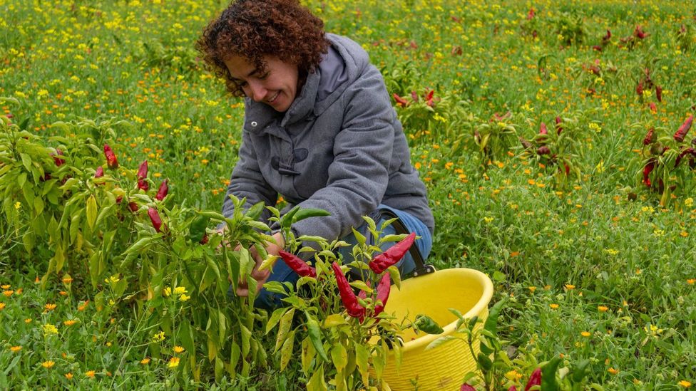 Billitteri grows the Badda bean and the pipiddu pepper, two plants indigenous to the Madonie (Credit: The Heart of Sicily)