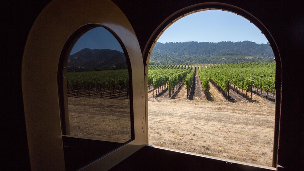 Many Napa Valley vines have been tainted by the smoke from wildfires in recent years (Credit: Alamy)