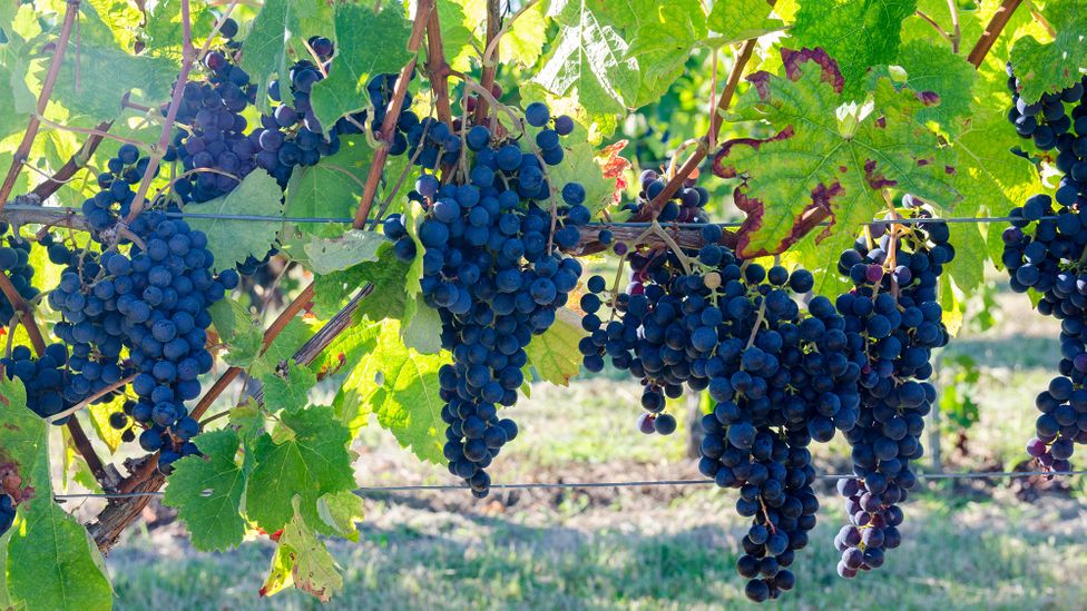 What makes a Bordeaux a Bordeaux? New grape varieties are being trialled to maintain the characteristic Bordeaux flavour in a warmer climate (Credit: Alamy)