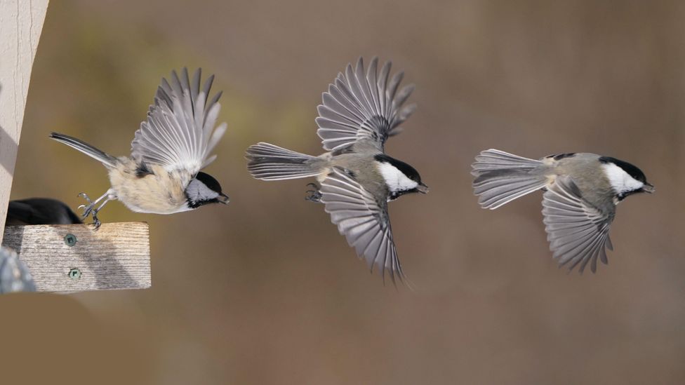 Three chickadees leaving a bird feeder (Credit: Alamy)