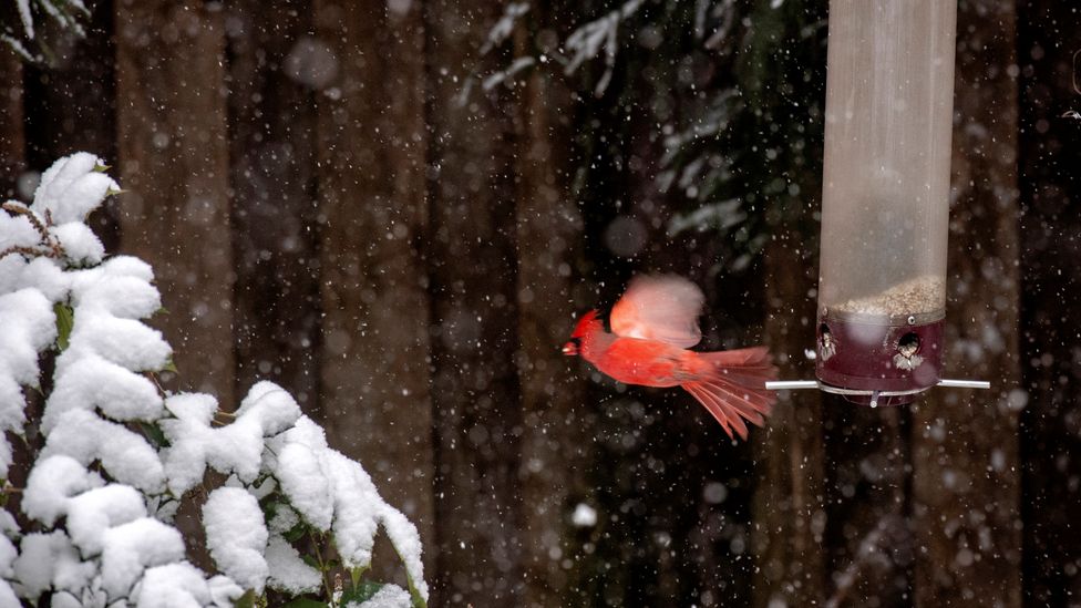 Bird feeders can be helpful when natural food is scarce, such as during the winter or in cities (Credit: Getty Images)