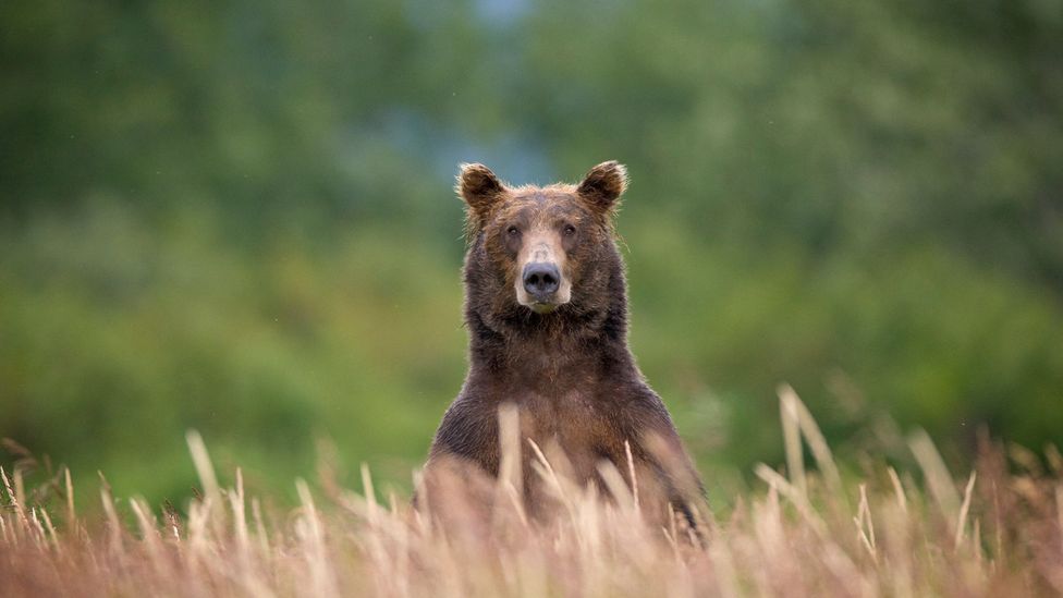 Grizzly bear in wild (Credit: Paul Souders/Getty Images)