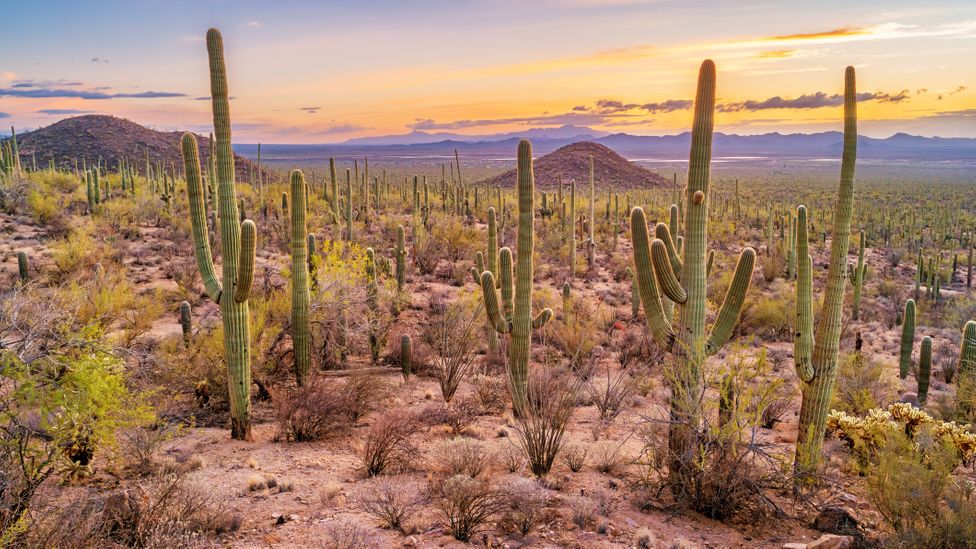 Hohokam 繪ǹ㹷ŷ«кŻзҹѺ͹Ǻ͹ӡɵҤ (Credit: Benedek / Getty Images)