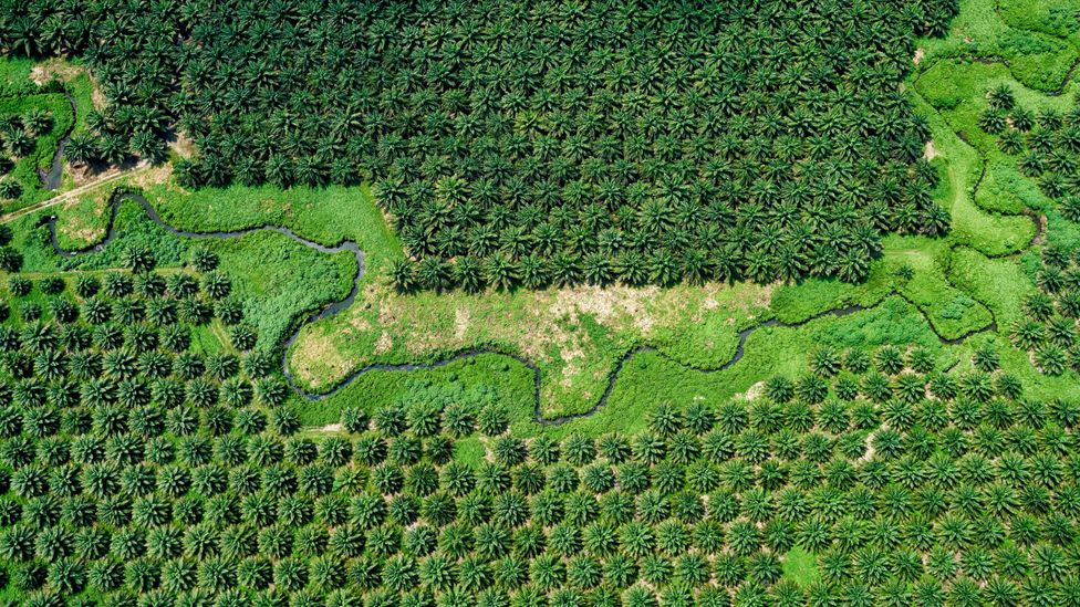 The first oil palm tree was planted in Malaysia in 1870. Today the plants cover around 5.9 million hectares (22,780 square miles) of land in the country (Credit: Alamy)