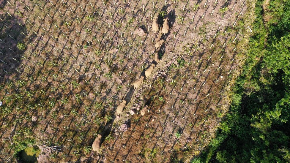 The natural migrations of many animals are now impossible without wandering through human settlements or infrastructure (Credit: Getty Images)