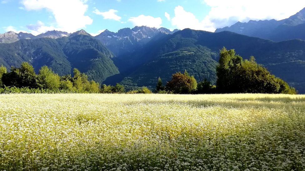 Today, only 50 acres of buckwheat are farmed in the Valtellina valley, primarily in Teglio (Credit: Accademia del Pizzocchero di Teglio)