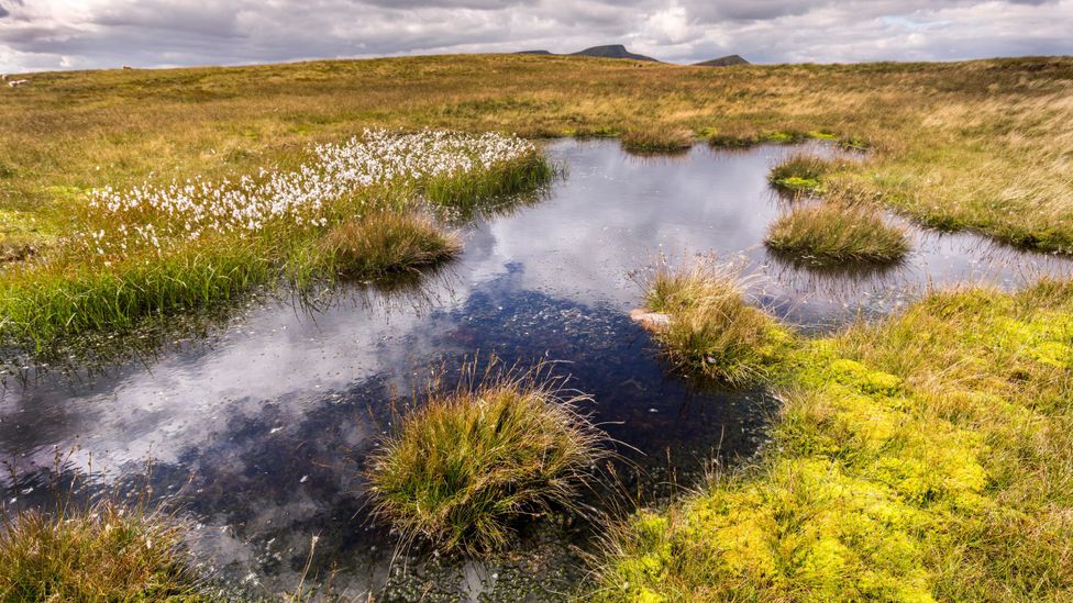 Around 80% of the UK's peat bogs have already been damaged or destroyed (Credit: Alamy)
