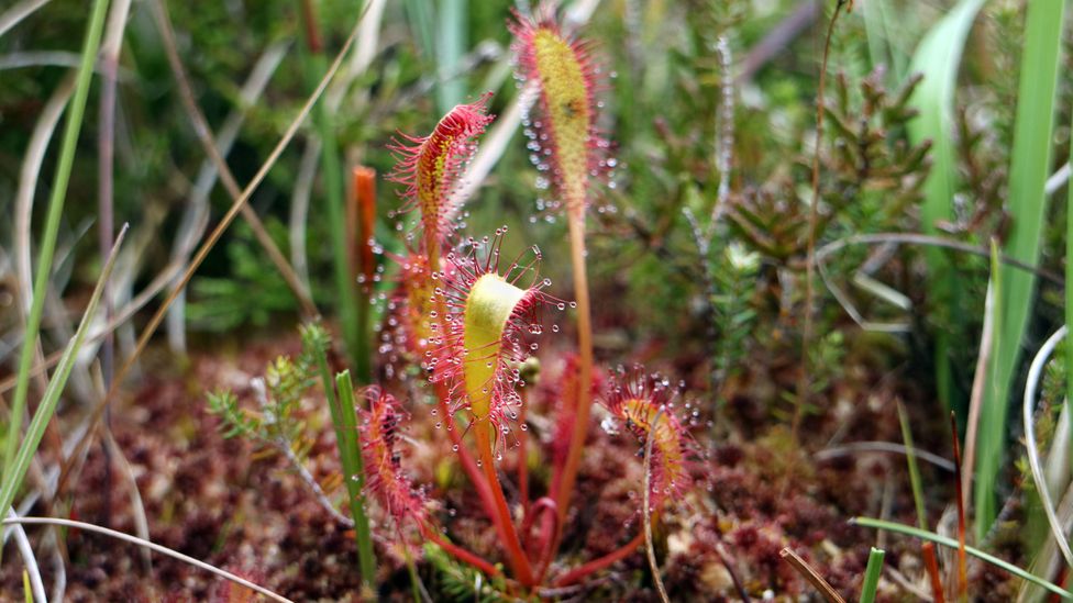 Many carnivorous plants naturally inhabit peat bogs, so formulating peat-free compost that works for them can be a challenge (Credit: Alamy)