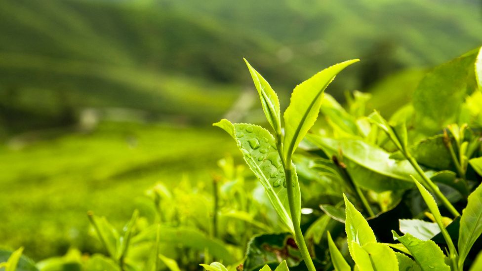 Green tea has long been thought of as an appetite suppressant, but evidence hasn’t been consistent (Credit: George Clerk/Getty Images)