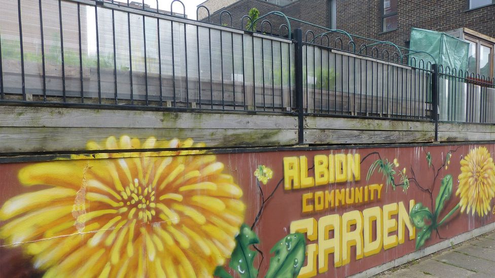 The Albion Community Garden is set among high-rise housing and lets residents grow their own food (Credit: Norman Miller)