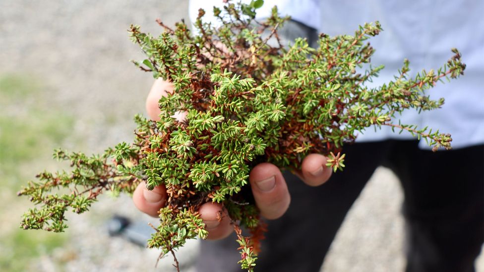 A natural pantry grows along the seashore outside of Koks (Credit: Adrienne Murray Nielsen)