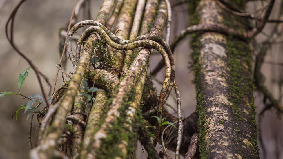 Living bridges become stronger over time as the tree's roots grow and fuse together (Credit: Alamy)
