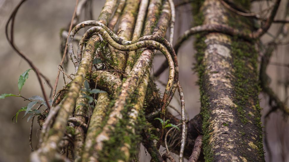 Living bridges become stronger over time as the tree's roots grow and fuse together (Credit: Alamy) Living bridges become stronger over time as the tree's roots grow and fuse together (Credit: Alamy)