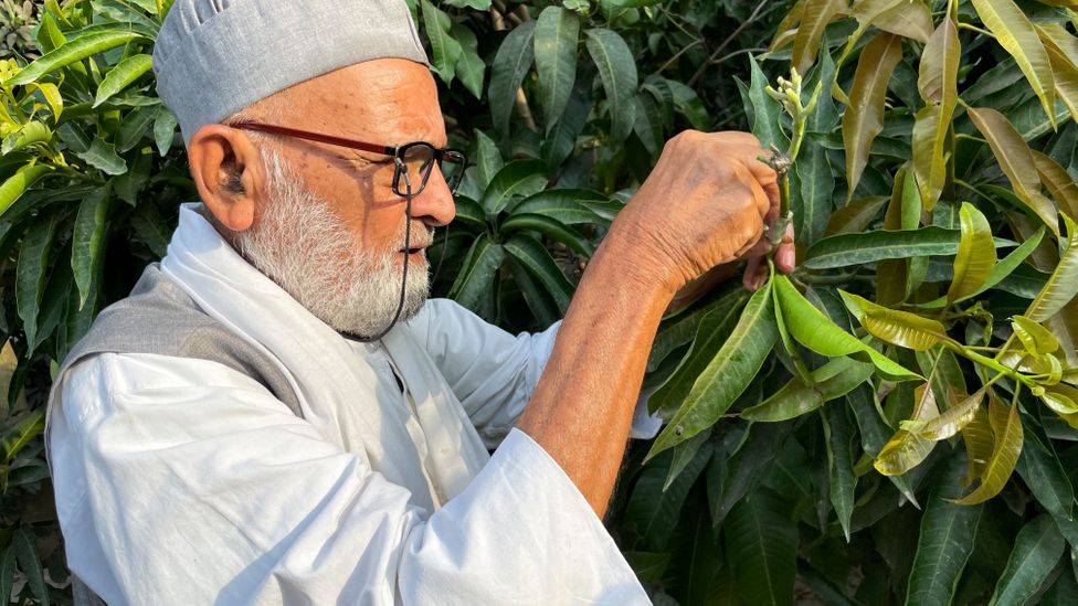 Kaleem Ullah Khan, also known as the Mango Man, is world-famous for growing hundreds of varieties of mango on a single "mother" tree (Credit: Getty Images)