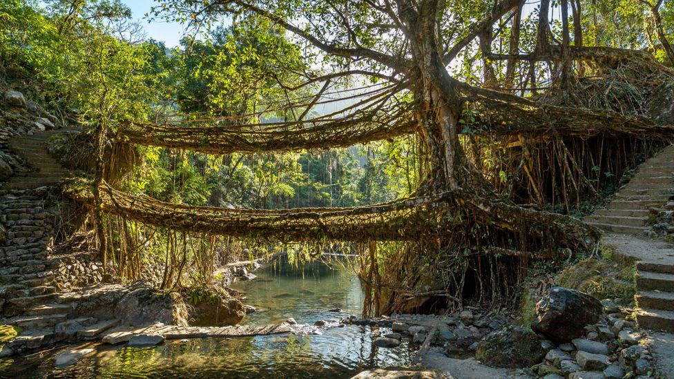 The living bridges in northeastern India form via a natural process of grafting, in which their long tendril-like roots fuse together (Credit: Alamy) The living bridges in northeastern India form via a natural process of grafting, in which their long tendril-like roots fuse together (Credit: Alamy)