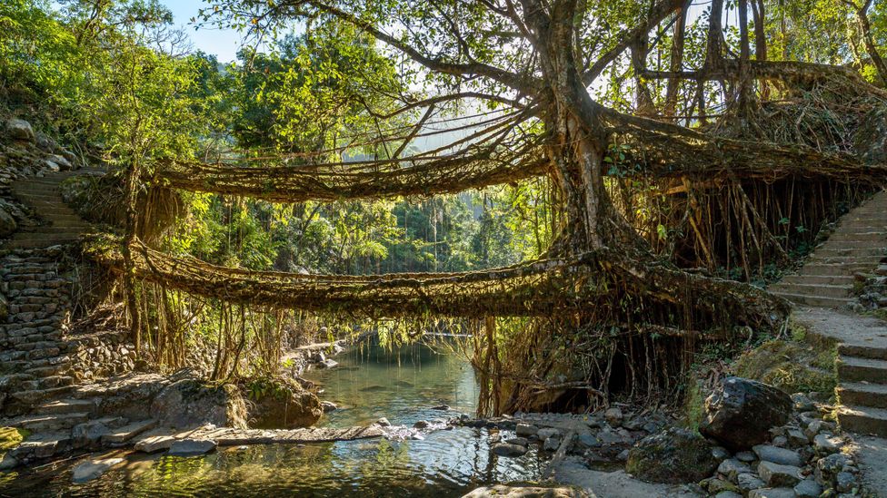 The living bridges in northeastern India form via a natural process of grafting, in which their long tendril-like roots fuse together (Credit: Alamy)