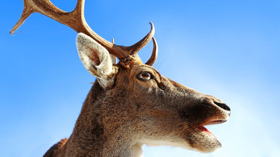 Reindeer undergo a remarkable eye-colour change seasonally, in a part of the eye not possessed by humans (Credit: Getty Images)