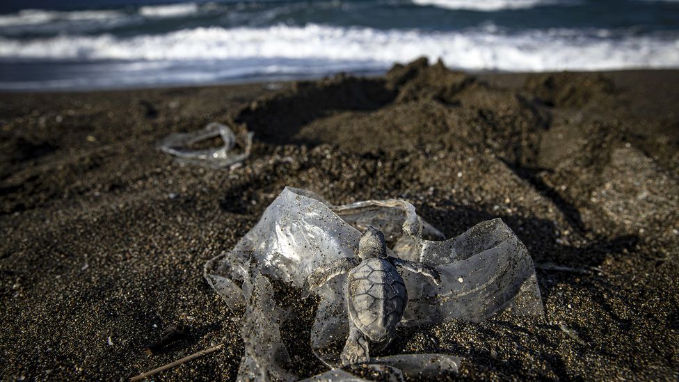 Plastic waste can be harmful to endangered sea life such as turtles (Credit: Sebnem Coskun/Anadolu Agency/Getty Images)