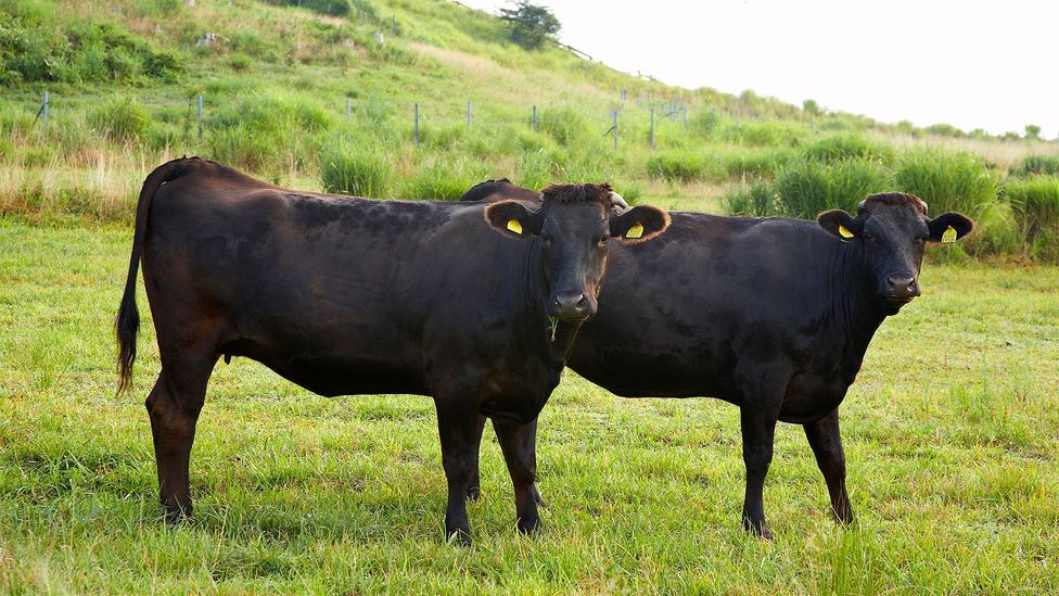 Wagyu cows have a prominent gene called delta-9 desaturase (Credit: gyro/Getty Images)