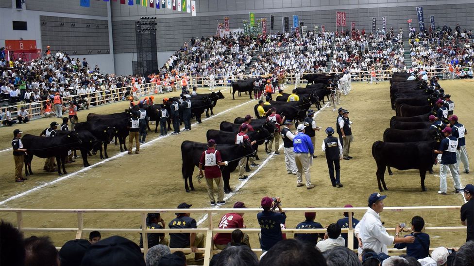 The Wagyu Olympics The Quest For The Worlds Best Beef Bbc Travel 5019