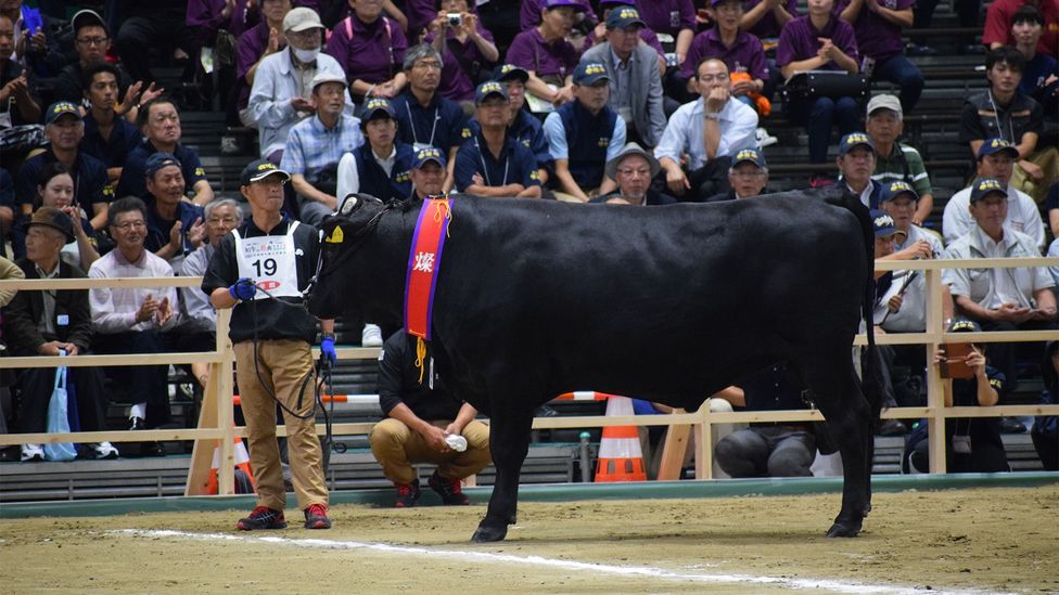 At the Wagyu Olympics, cows are judged on their beauty, breeding and other attributes (Credit: National Competitive Exhibition of Wagyu)