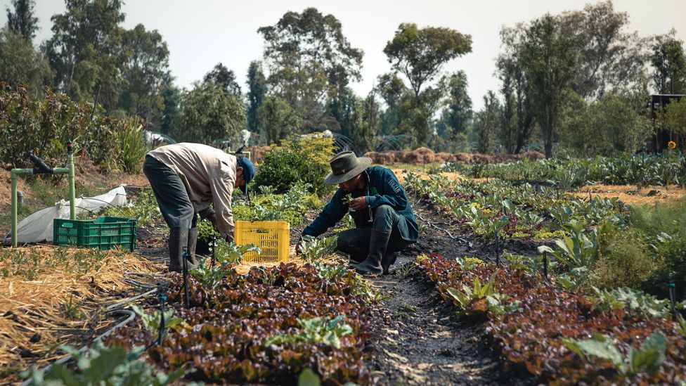 Incredibly efficient and self-sustaining, the chinampas are productive year-round and continue to be used to grow food (Credit: Arca Tierra)