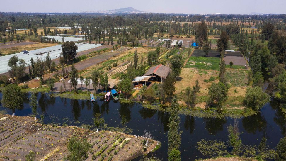 The chinampas are man-made islands created by the Aztecs as part of a massive land reclamation project (Credit: Arca Tierra)